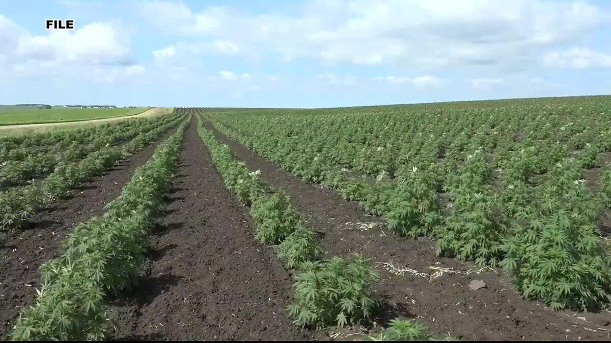 Hemp rules for state going to the USDA