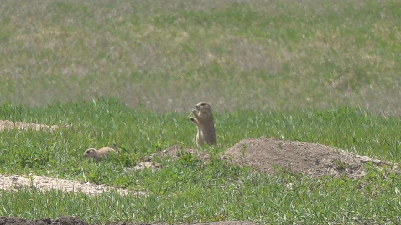 Plague detected in Badlands-Conata ecosystem, risk to humans low - Vimarsana News