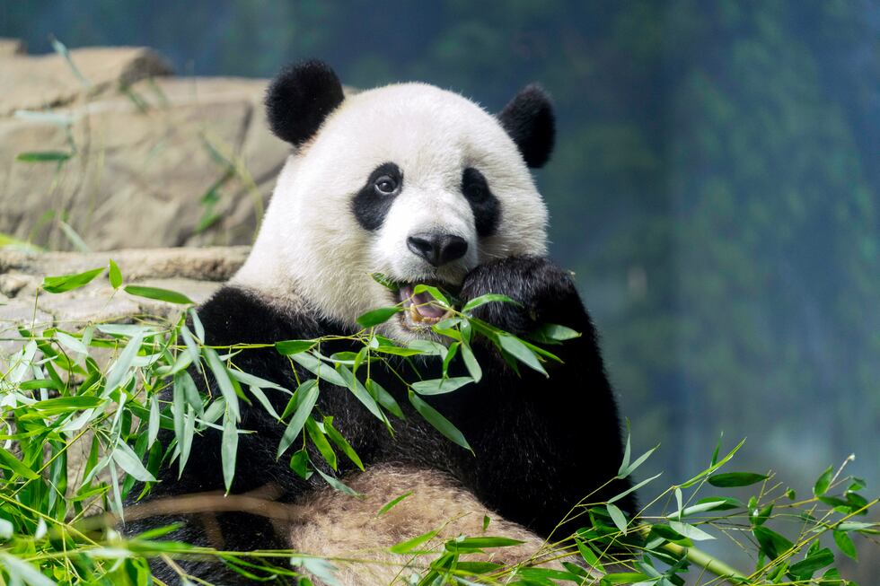 Giant panda Xiao Qi Ji eats bamboo in his enclosure at the Smithsonian National Zoo in...