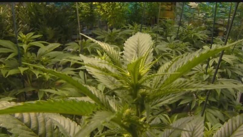 South Dakota Representative receives a medical marijuana card, after expressing opposition.