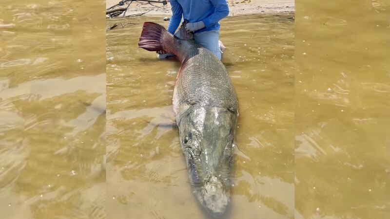 Fisherman Art Weston says he caught a massive alligator gar during a recent fishing trip in...