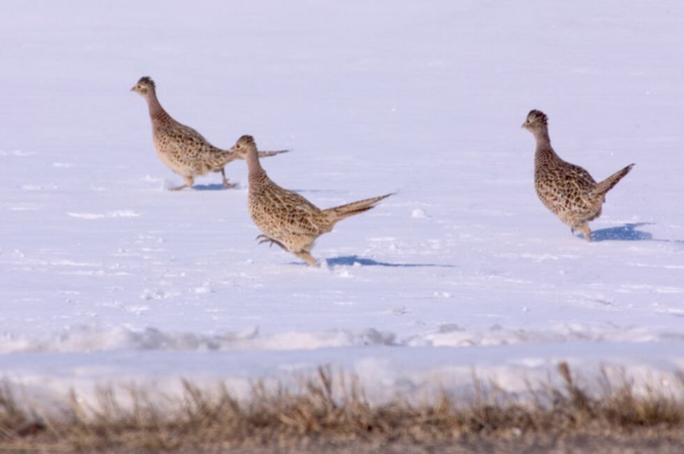 Road hunters can target pheasants in areas along and on roadways.