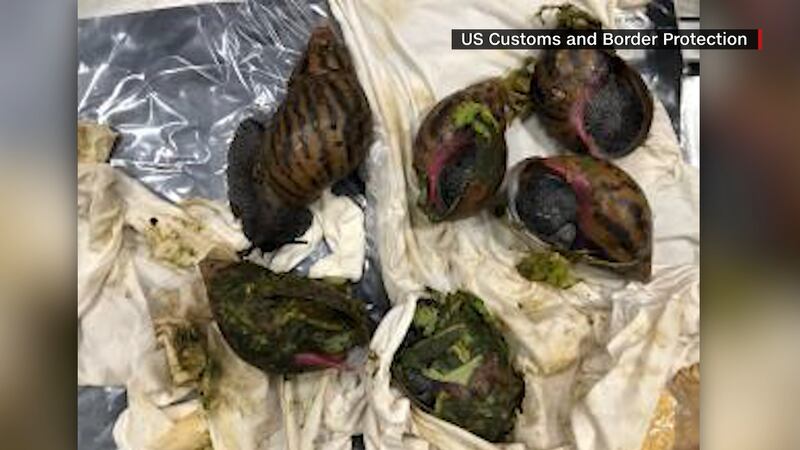 According to U.S. Customs and Border Protection, six giant African snails were found alive in...