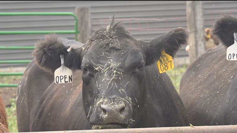 Amdahl Angus and Hereford Ranch