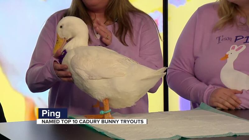A Sioux Falls duck is in the spotlight hoping to be the new Cadbury Bunny. Ping the duck has...