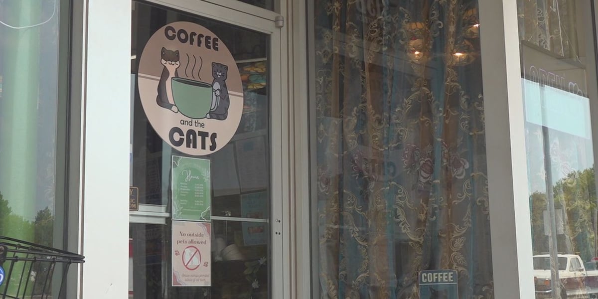 The perfect blend: Coffee and Cat adoption The perfect blend: Coffee and Cat adoption