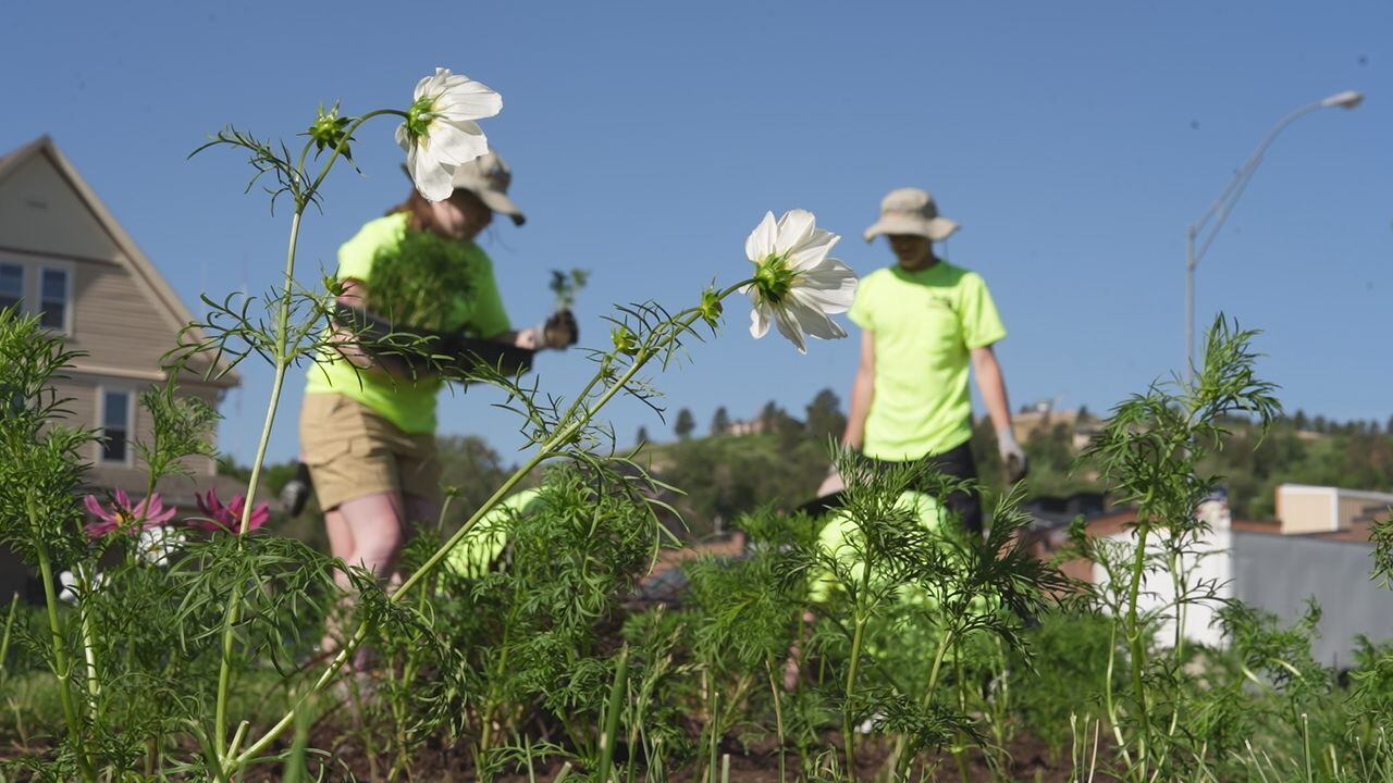 Rapid City parks department adds pop of color to city landscape - Vimarsana News