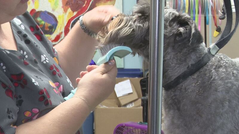 Taking your dog to the groomer for regular washing and brushing could mean less shedding.